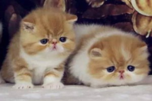 加菲猫幼猫吃什么