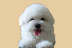 小比熊怎么洗眼睛