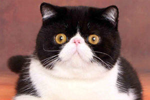 加菲猫吃什么发腮