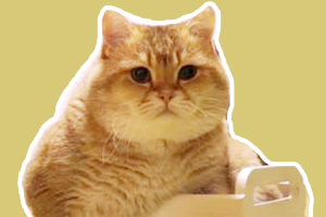 猫猫吃什么发腮