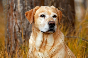 养小狗的注意事项有哪些