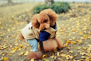 贵宾毛发褪色怎么办