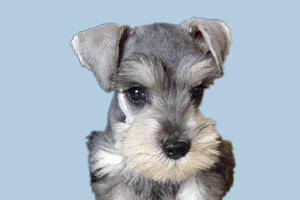 雪纳瑞如何饲养