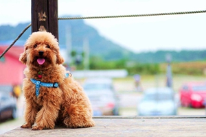 如何给贵宾洗澡