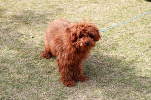 如何给贵宾犬剪指甲