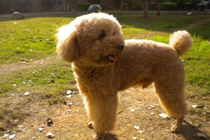 贵宾犬耳朵臭怎么办