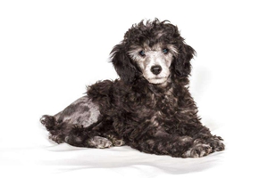 贵宾耳朵毛怎么修剪