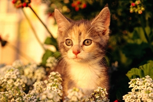 小猫补钙吃什么