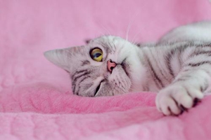 怎么让小猫长胖