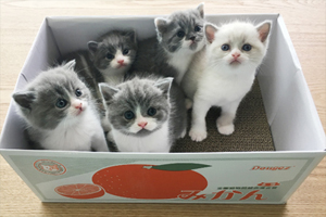 小猫有跳蚤怎么办