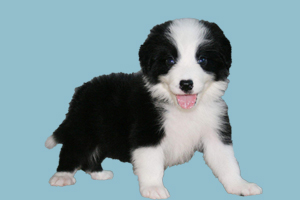 边境牧羊犬吃什么东西