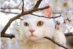 怎么教小猫大小便