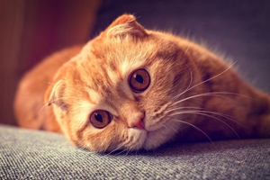 怎么教猫咪握手