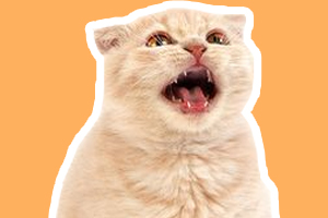 猫叫声沙哑怎么回事