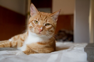 如何给猫咪刷牙