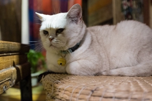 如何给猫咪量体温