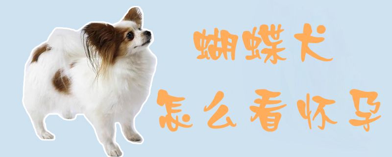 蝴蝶犬怎麼看懷孕1