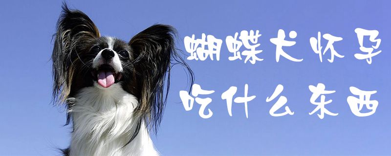 蝴蝶犬懷孕吃什麼東西1