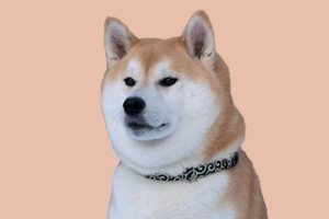 柴犬怎么看失格