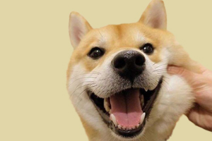 柴犬怎么看年龄