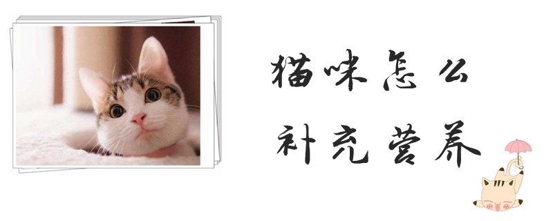 猫咪怎么补充营养