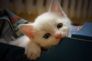 猫咪怎么补充营养