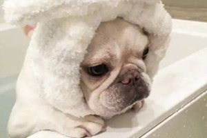 法斗洗澡的注意事项有哪些