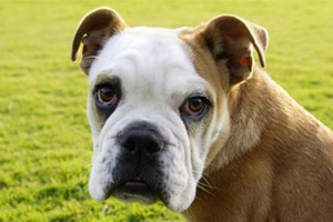 狗狗补充营养吃什么