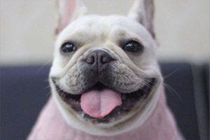 法斗耳朵怎么清理