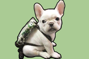 法斗耳朵怎么能立起来