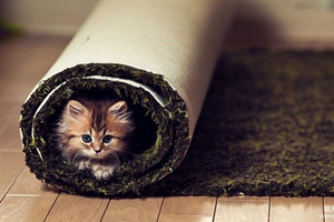 如何给猫咪保暖