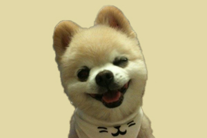 小博美怎么不立耳