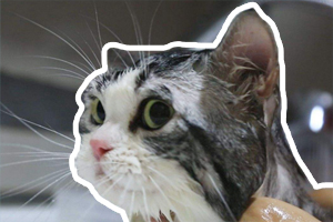 猫咪洗澡注意什么