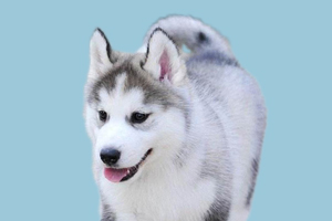 哈士奇如何洗肛门