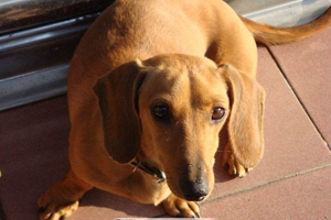 冬天狗狗是怎么保暖的