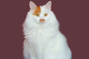 土耳其梵猫特征是什么