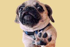 巴哥犬不能吃什么