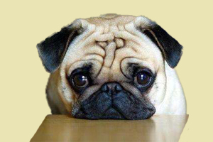 巴哥犬不吃东西怎么办