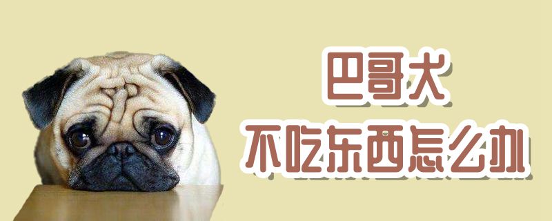 巴哥犬不吃东西怎么办