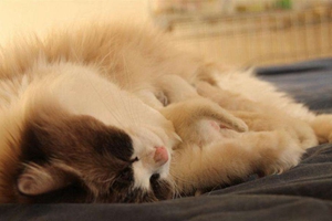 布偶猫生宝宝注意什么