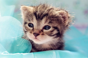 如何给猫咪补充营养