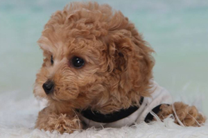 泰迪狗耳朵里毛怎么拔