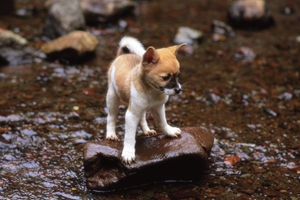 怎么给狗狗补充营养