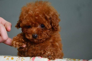 泰迪犬怎么挑选