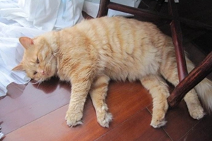 如何把猫咪养胖