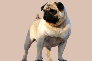 巴哥犬不能吃什么水果