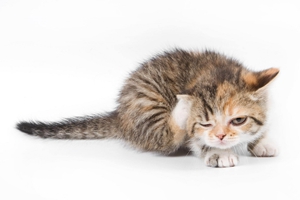 猫咪太瘦是什么原因