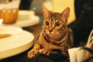 如何让猫咪不叫