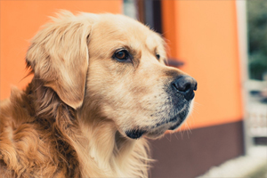 金毛耳朵臭怎么办