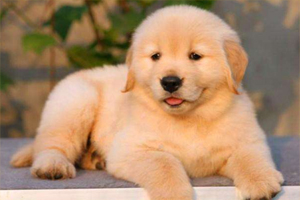 金毛拉屎很臭怎么回事